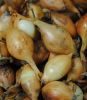 Steckzwiebeln "Sturon" - Allium cepa